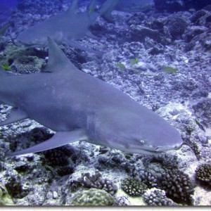 Lemon Sharks, Bora Bora