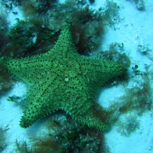 Star_Fish