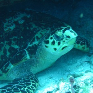 Turtle32