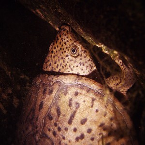 Night dive turtle - Vortex Spring