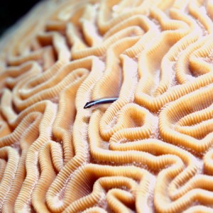 Brain coral and fish