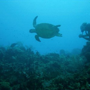 Turtle21