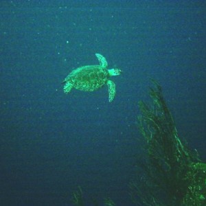 Turtle31