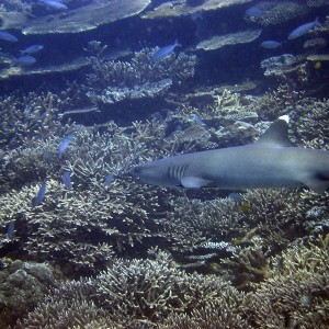 White tip Reef shark