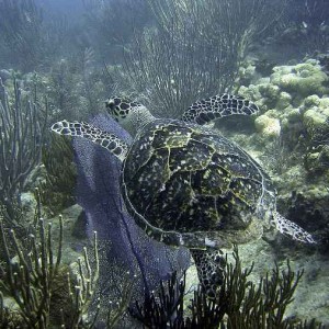 Hawks bill turtle at Looe Key