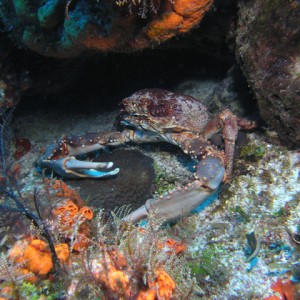 Carribean Crabby