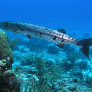 Hovering Barracuda