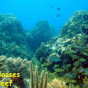 Molasses Reef, Key Largo, FL