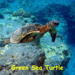 Turtle Heaven, Hawaii