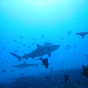 Black Tip Reef Sharks