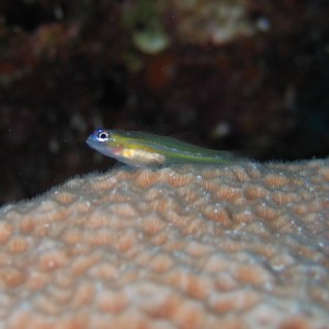 unknown goby on coral