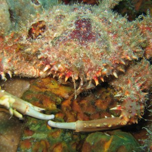 spiny crab