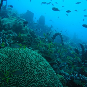 Soufriere Bay reefs, Dominica