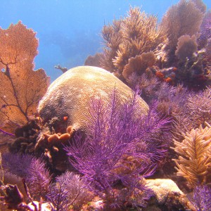 N. Dry Rocks, Brain Coral