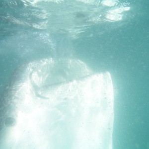 Whale Shark Feeding