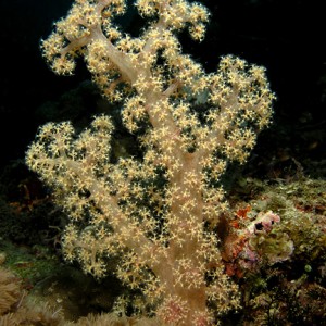Light Yellow Soft Coral