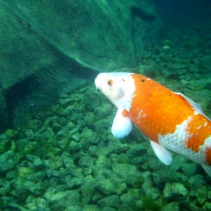 Japanese Goldfish