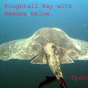Roghtail Ray