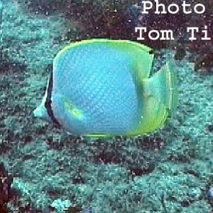 Spotfin Butterfly Fish