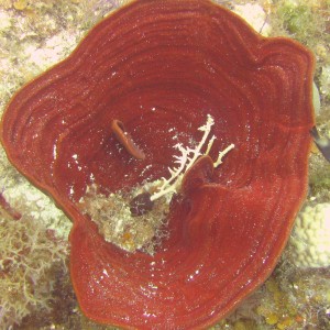 Sponge a la coral