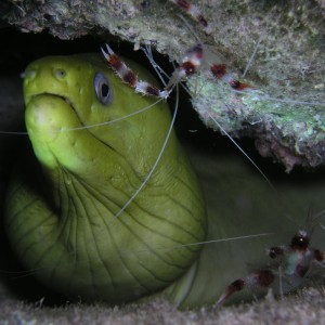 Green Moray Eel - Roatan Honduras (CoCo View Resort)