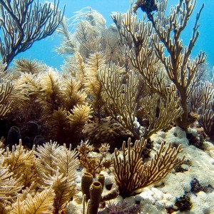 Corals at N.DryRocks