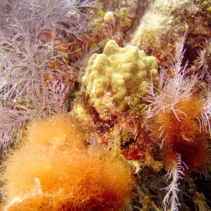 Lobed Star Coral