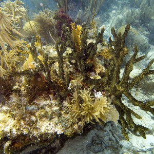 Stag Horn Coral