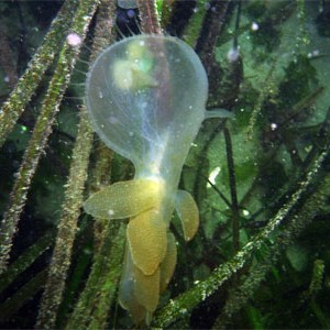 Hooded Nudibranch 1