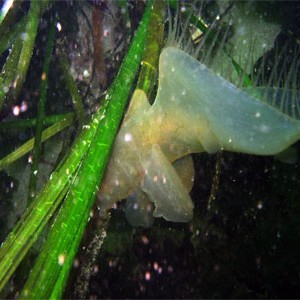Hooded Nudibranch 3