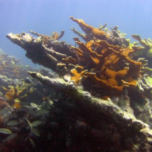 Coral - French Reef - Key Largo