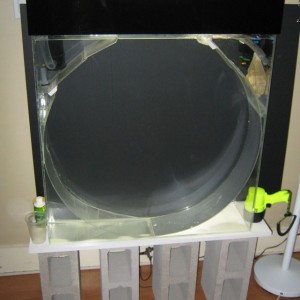 Kreisel tank for jellyfish