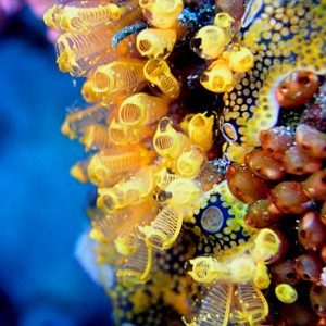 Bouquet of Tiny Sea Squirts