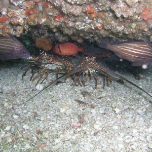 Lobsters, Margarita '03