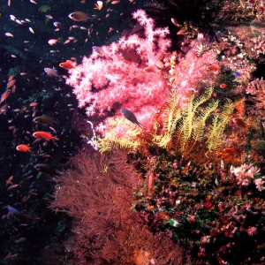 Soft Coral/Liberty