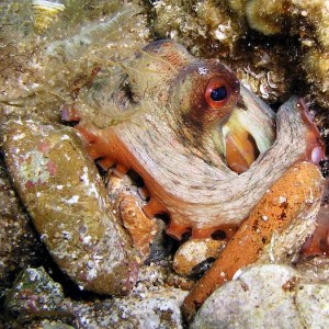 Octopus Vulgaris in his nest