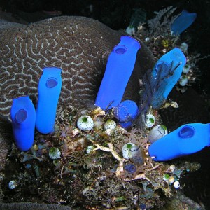Coral Sentinels