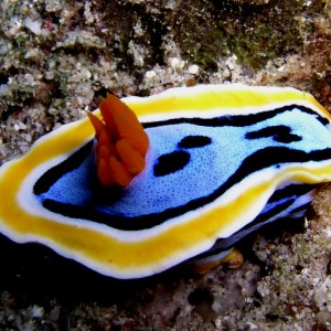 Brilliant Sea Slug