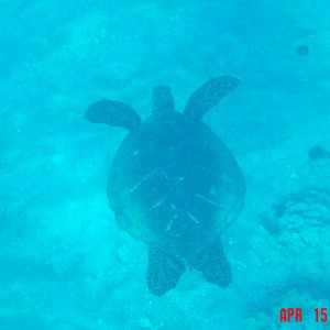 See Through Turtle