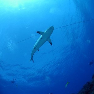 Wide Angle Shark
