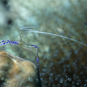 belize- shrimp