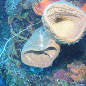 Vase Tube Sponge