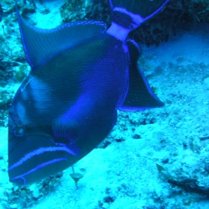 Blue Queen Trigger Fish
