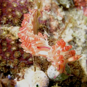 Timor Nudibranch