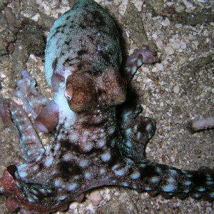 Timor Octopus