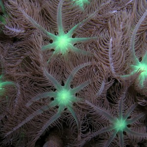 Soft Coral Closeup
