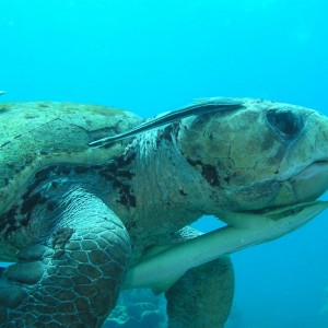 Loggerhead Turtle in Belize