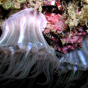Translucent Soft Coral