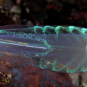Neon Sea Squirt