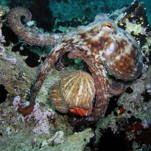 Octopus Vulgaris hunting